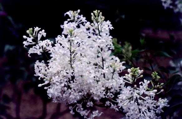 请输入图片描述