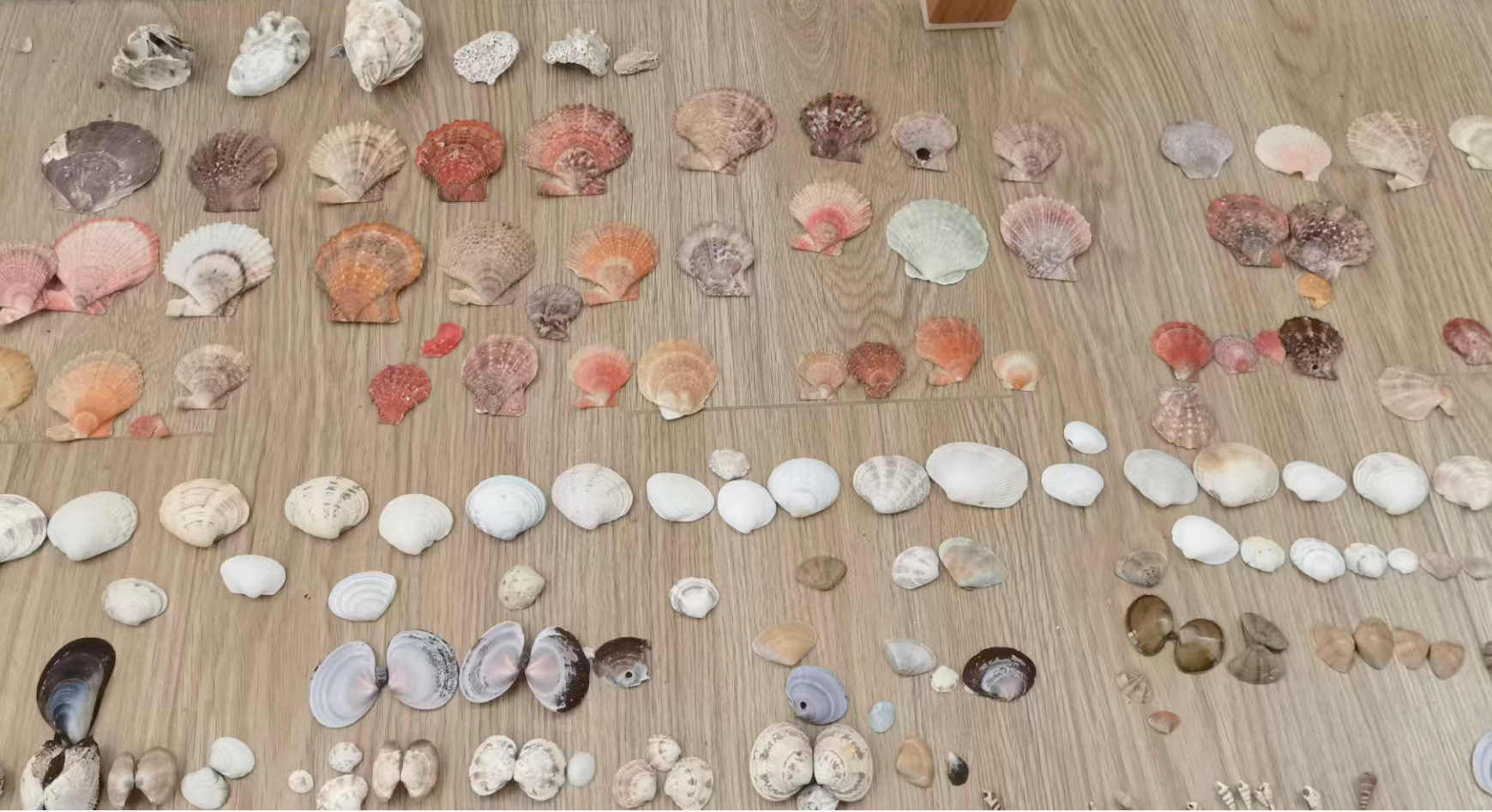 把贝壳分类摆放