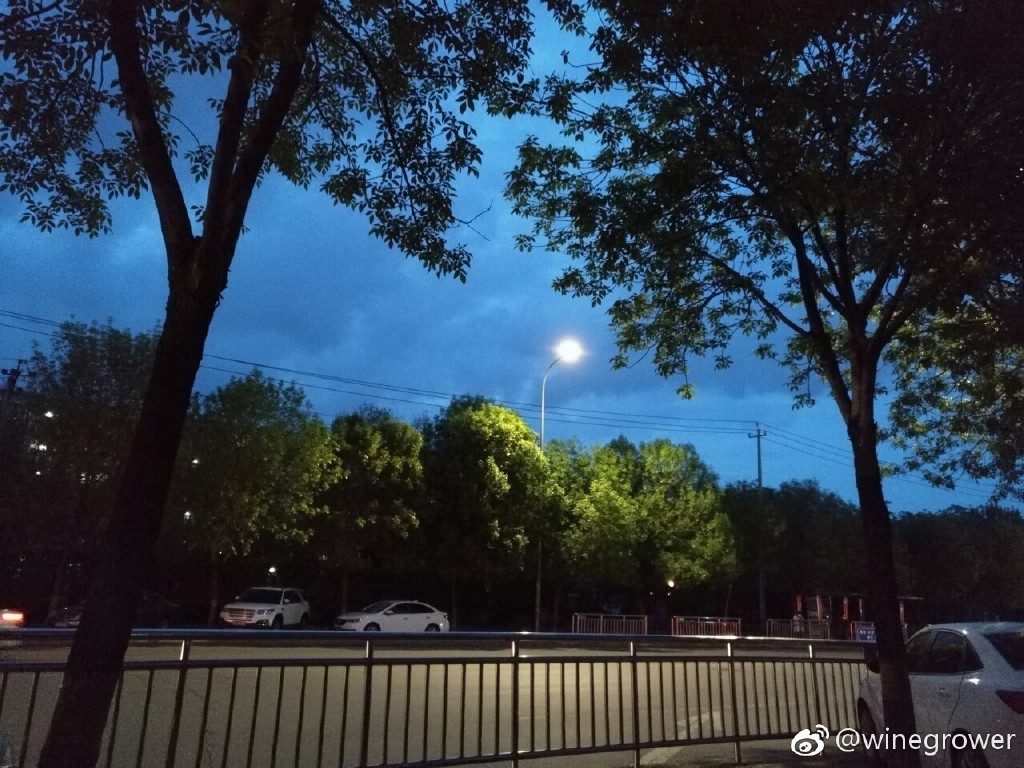 夜晚让树变得更绿