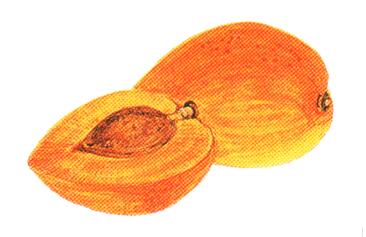 Prunus_armeniaca.jpg Prunus_armeniaca.jpg