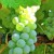 Sauvignon Blanc