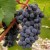 Cabernet Sauvignon