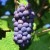Pinot Noir